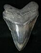 Sharply Serrated Megalodon Tooth #17529-1
